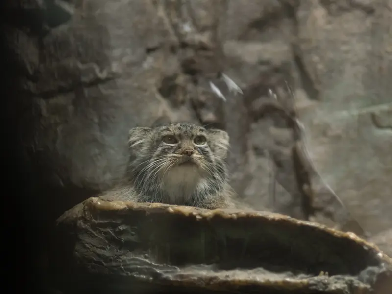A photograph of Shafran in Ueno Zoological Gardens