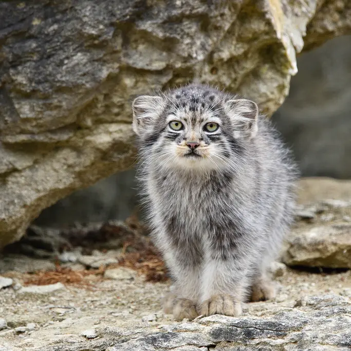 A photograph of a Pallas's cat in Port Lympne Wild Animal Park