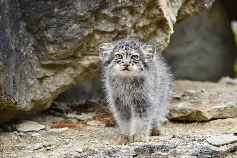 A photograph of a Pallas's cat in Port Lympne Wild Animal Park