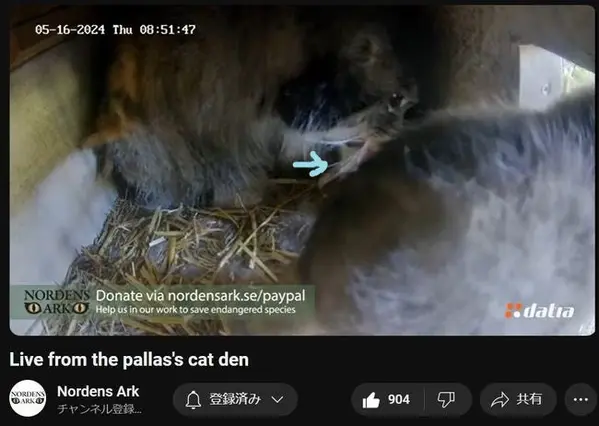 A photograph of a Pallas's cat