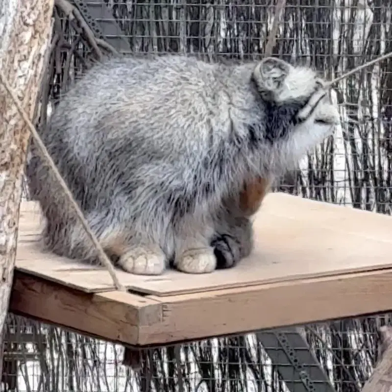 A photograph of a Pallas's cat in Tallinn Zoo