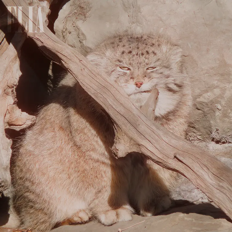 A photograph of Olaf in Calgary Zoo / Wilder Institute