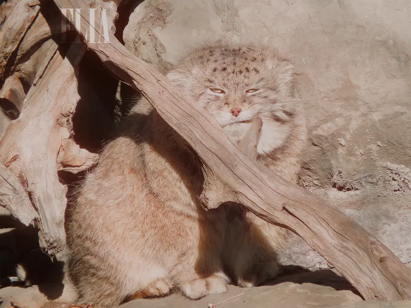 A photograph of Olaf in Calgary Zoo / Wilder Institute