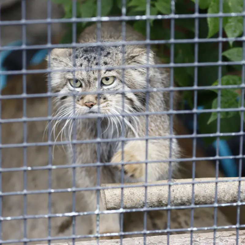 A photograph of a Pallas's cat
