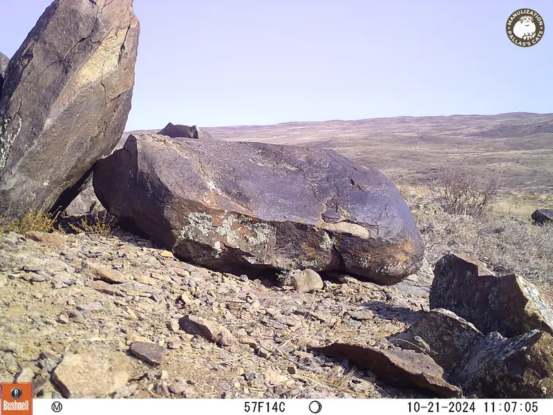 A photograph of Kazakh pika from Koshkar camera trap