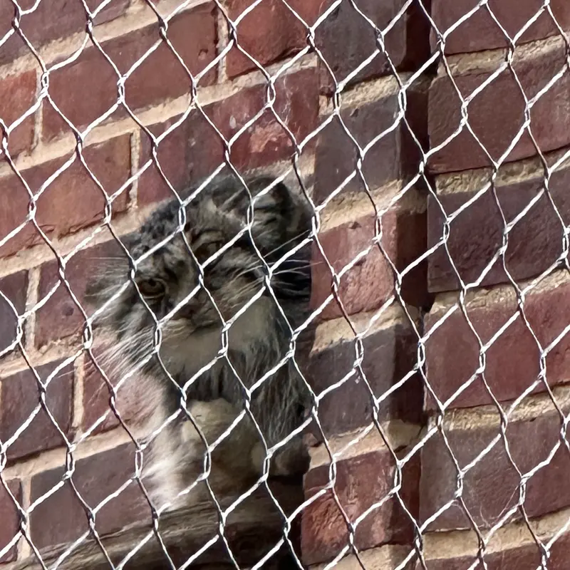 A photograph of a Pallas&#039;s cat in Prospect Park Zoo