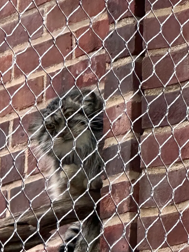 A photograph of a Pallas&#039;s cat in Prospect Park Zoo