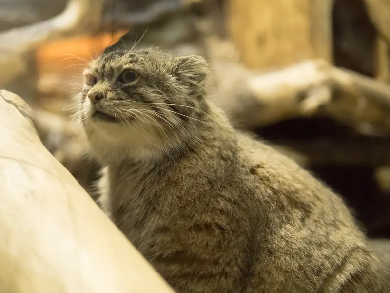 A photograph of Primula in Ueno Zoological Gardens
