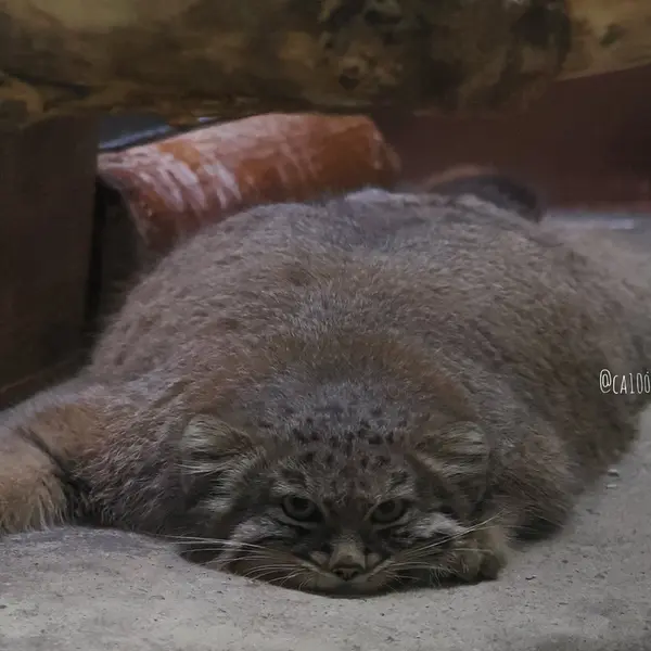 A photograph of Abrikos in Ueno Zoological Gardens