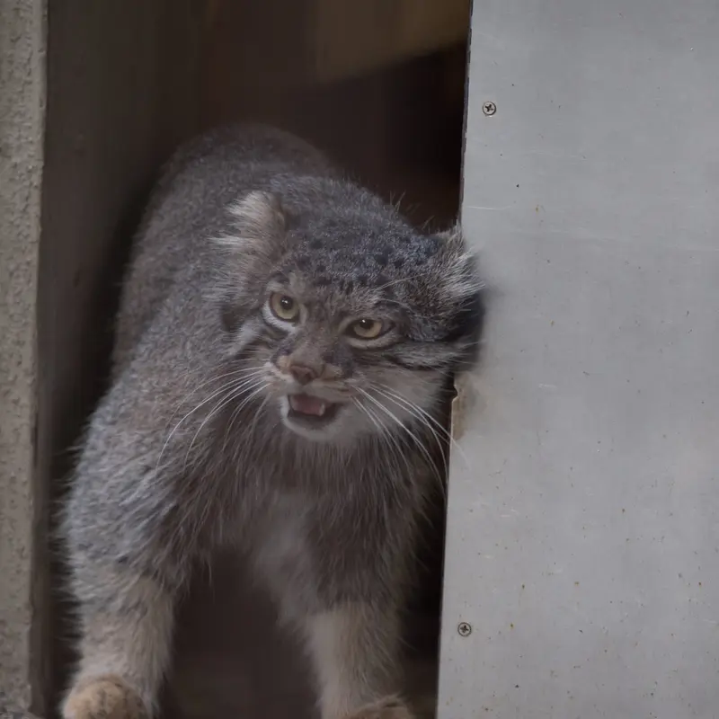 A photograph of Figa in Nogeyama Zoo