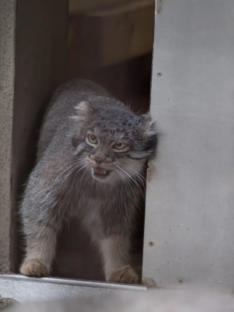 A photograph of Figa in Nogeyama Zoo