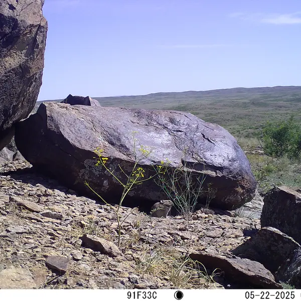 A photograph of Kazakh pika from Koshkar camera trap