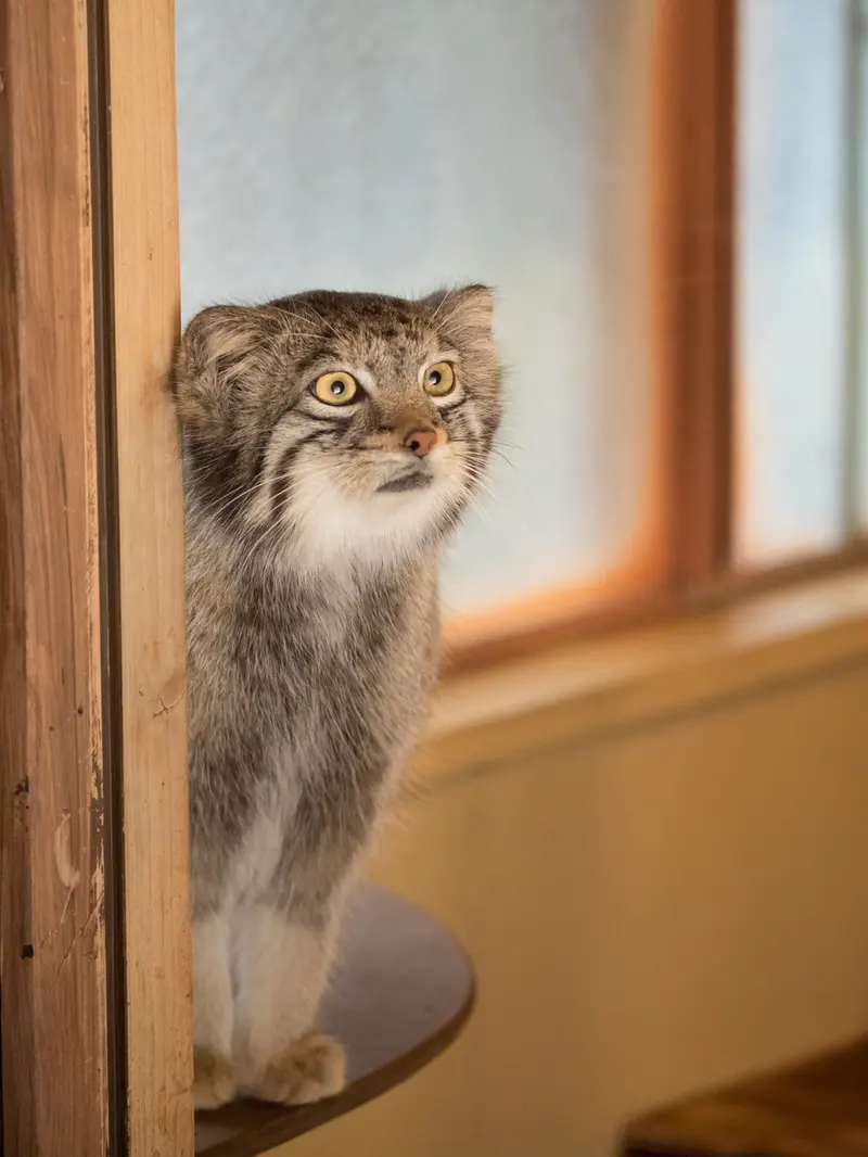 A photograph of Oto in Saitama Children's Zoo
