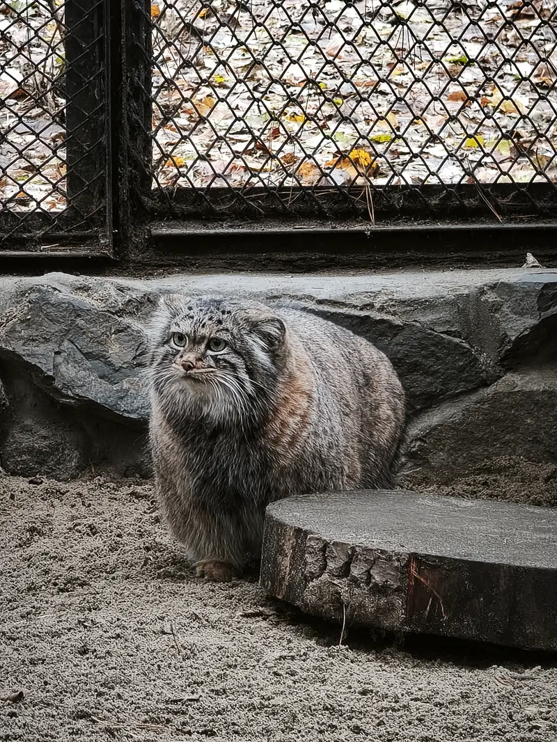 A photograph of Adele in Novosibirsk Zoo