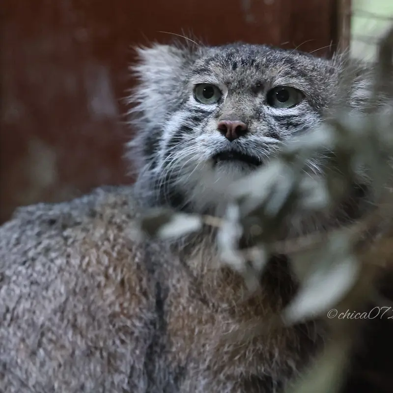A photograph of Klyon in Ueno Zoological Gardens