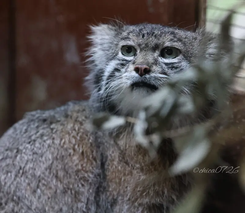 A photograph of Klyon in Ueno Zoological Gardens