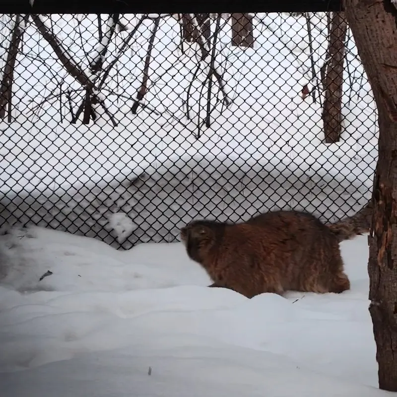 A photograph of a Pallas's cat in Novosibirsk Zoo