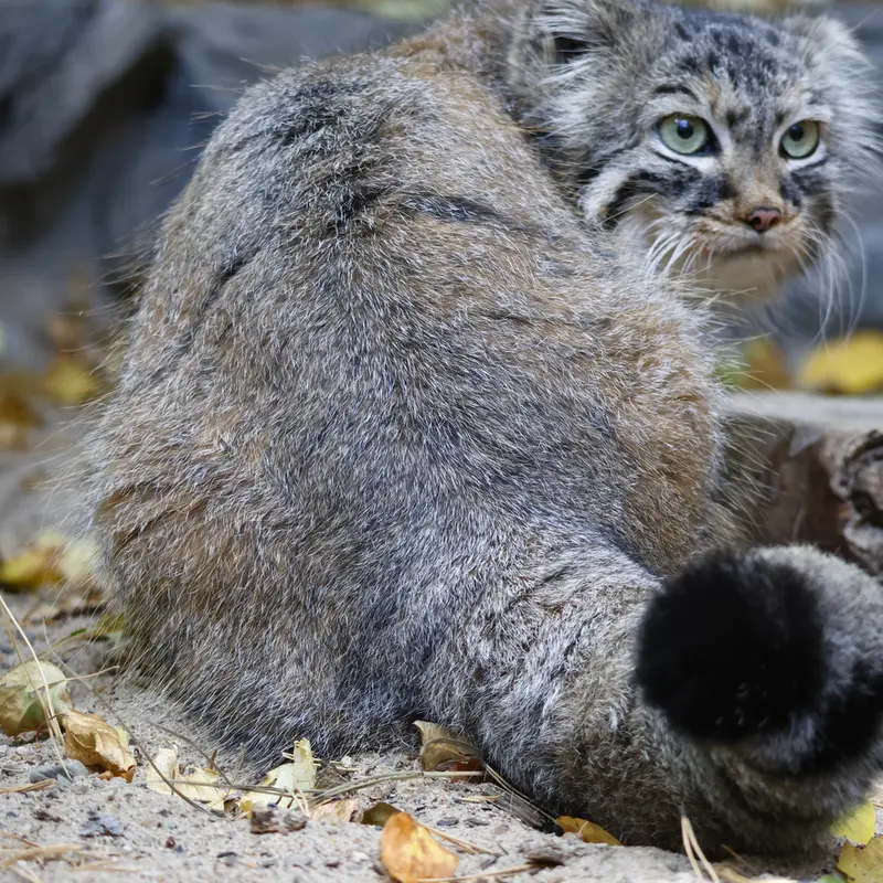 A photograph of Gabi in Novosibirsk Zoo