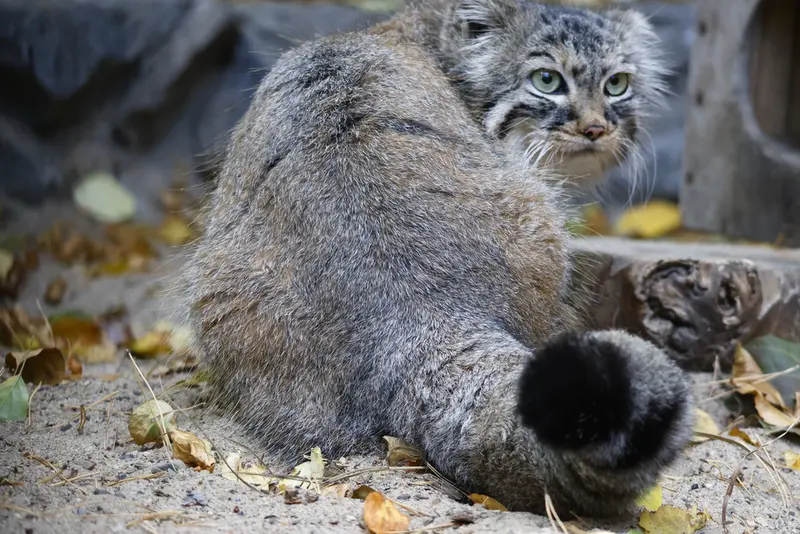 A photograph of Gabi in Novosibirsk Zoo