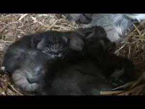 A video of Shiva, Tula, and Aduva in The Big Cat Sanctuary