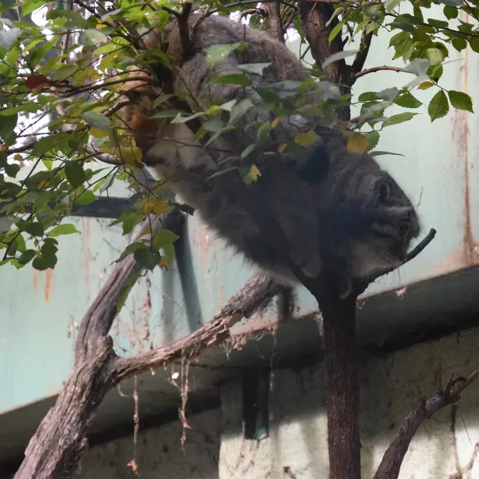 A photograph of Bohus in Budapest Zoo & Botanical Garden