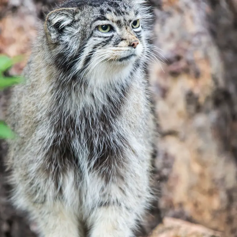 A photograph of Nadia in Cheyenne Mountain Zoo