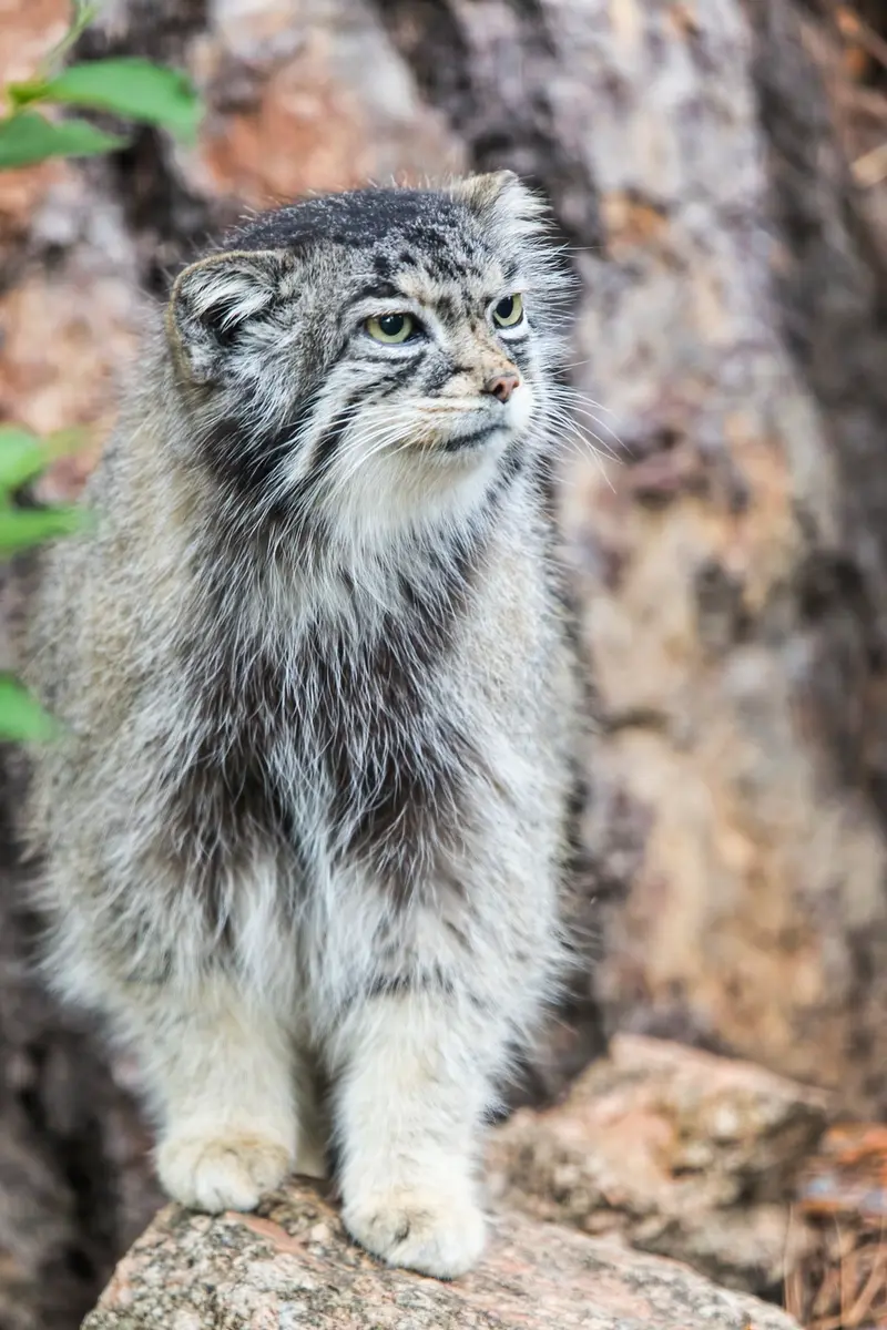 A photograph of Nadia in Cheyenne Mountain Zoo
