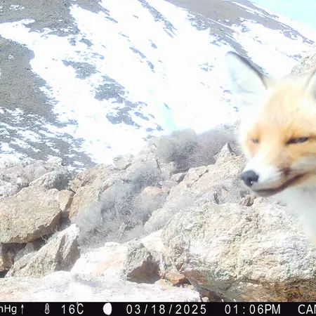 A photograph of Red fox from Zhundy 2 camera trap