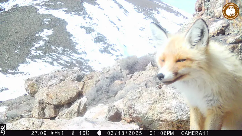 A photograph of Red fox from Zhundy 2 camera trap