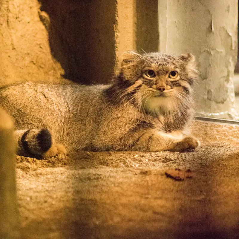 A photograph of Figa in Nogeyama Zoo