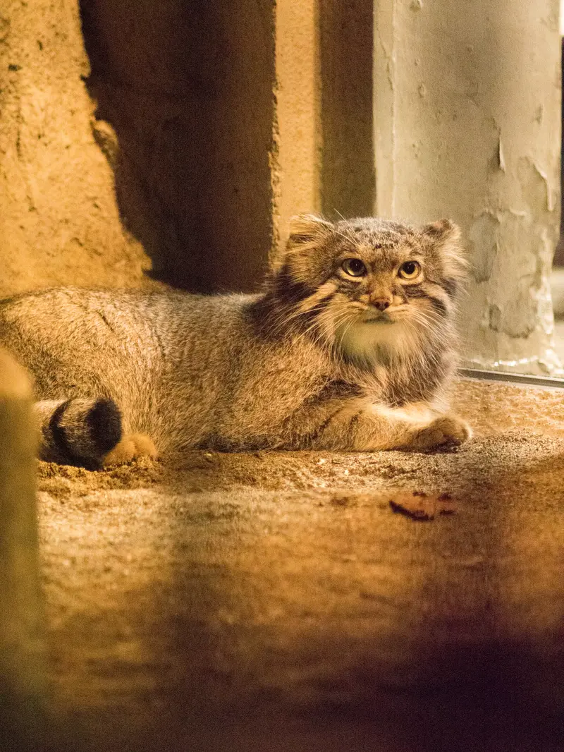 A photograph of Figa in Nogeyama Zoo