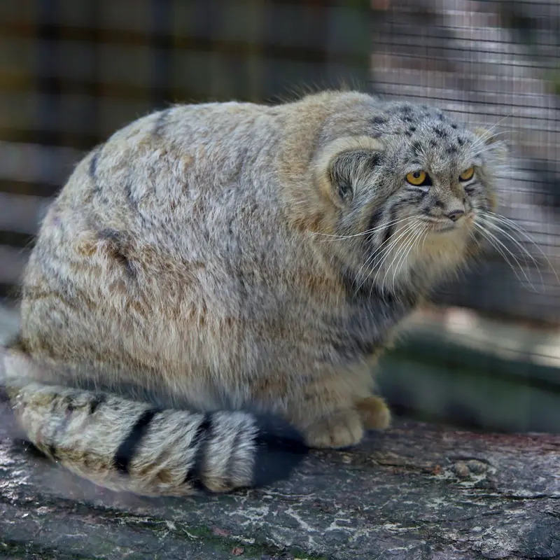 A photograph of Kitten of Alani b.2026 Ⅱ in Košice Zoo