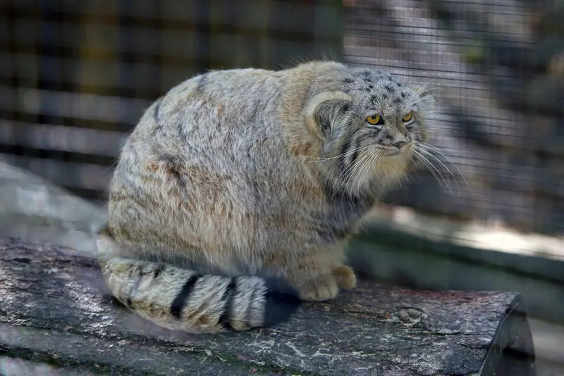 A photograph of Kitten of Alani b.2026 Ⅱ in Košice Zoo
