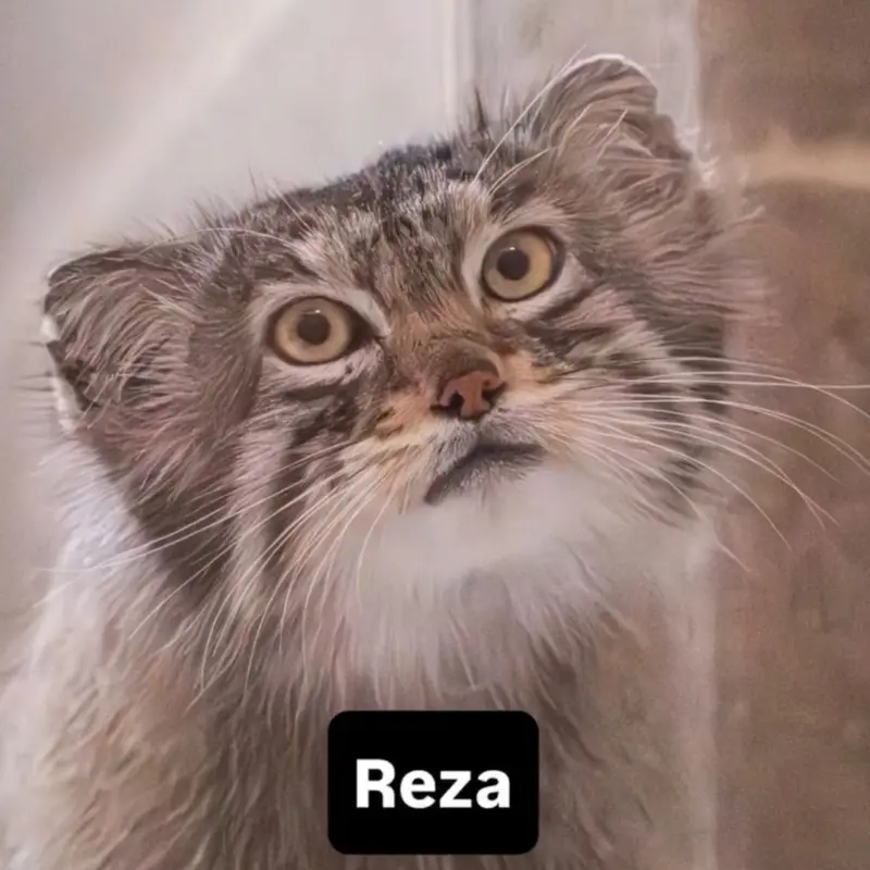 A photograph of Reza in Elmwood Park Zoo