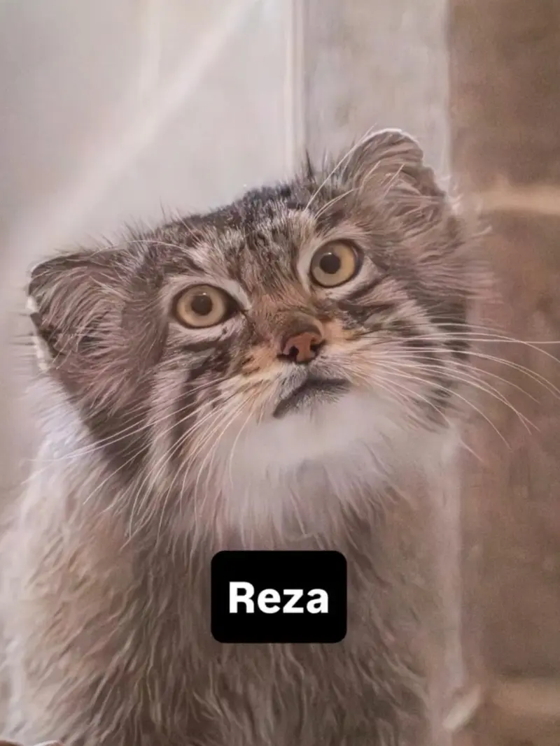 A photograph of Reza in Elmwood Park Zoo