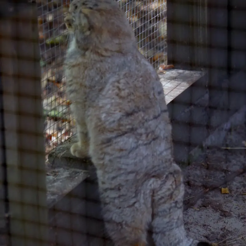 A photograph of Kitten of Alani b.2026 Ⅱ in Košice Zoo