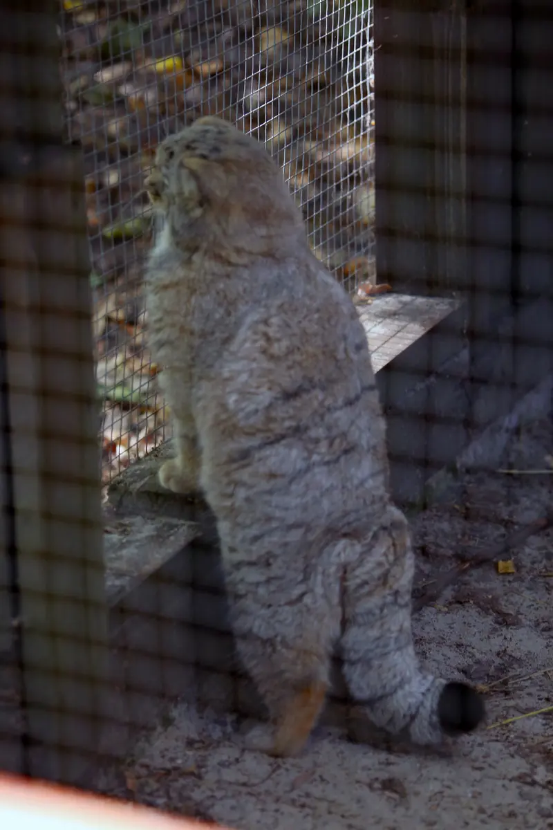 A photograph of Kitten of Alani b.2026 Ⅱ in Košice Zoo