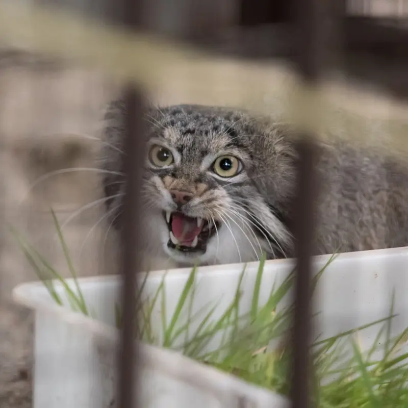 A photograph of Figa in Nogeyama Zoo