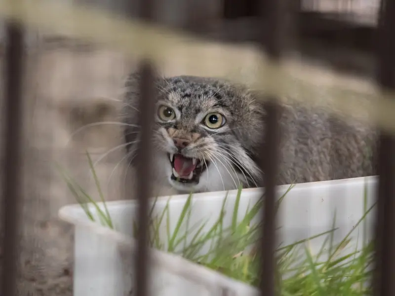 A photograph of Figa in Nogeyama Zoo