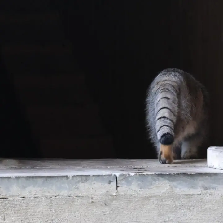 A photograph of a Pallas's cat in Moscow zoo