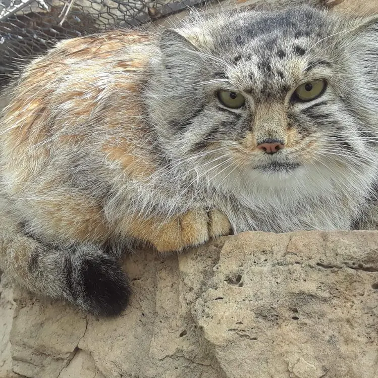 A photograph of Anya in Pueblo Zoo