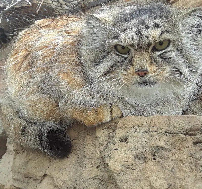 A photograph of Anya in Pueblo Zoo