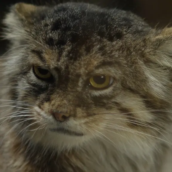 A photograph of a Pallas's cat in Ueno Zoological Gardens