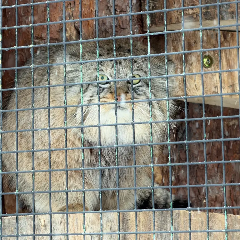 A photograph of Shu in Leningrad zoo
