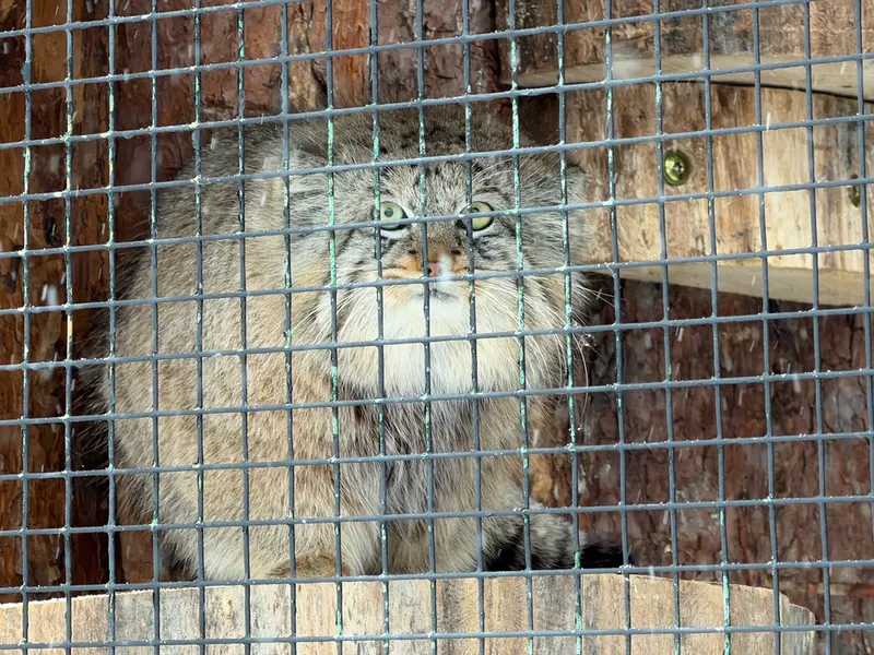 A photograph of Shu in Leningrad zoo