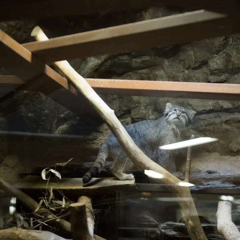 A photograph of Klyon in Ueno Zoological Gardens