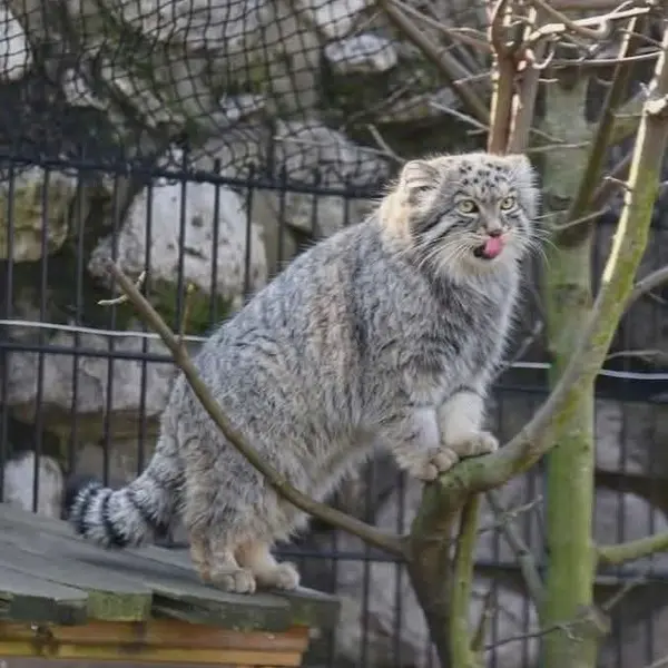 A photograph of a Pallas's cat in Bio-Topia Dunkerque