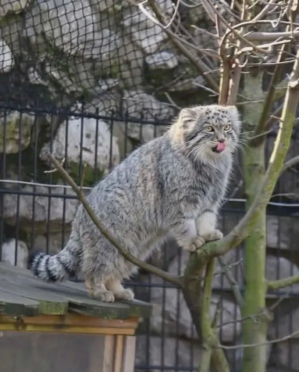 A photograph of a Pallas's cat in Bio-Topia Dunkerque