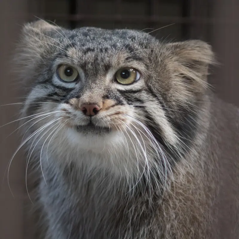 A photograph of Figa in Nogeyama Zoo