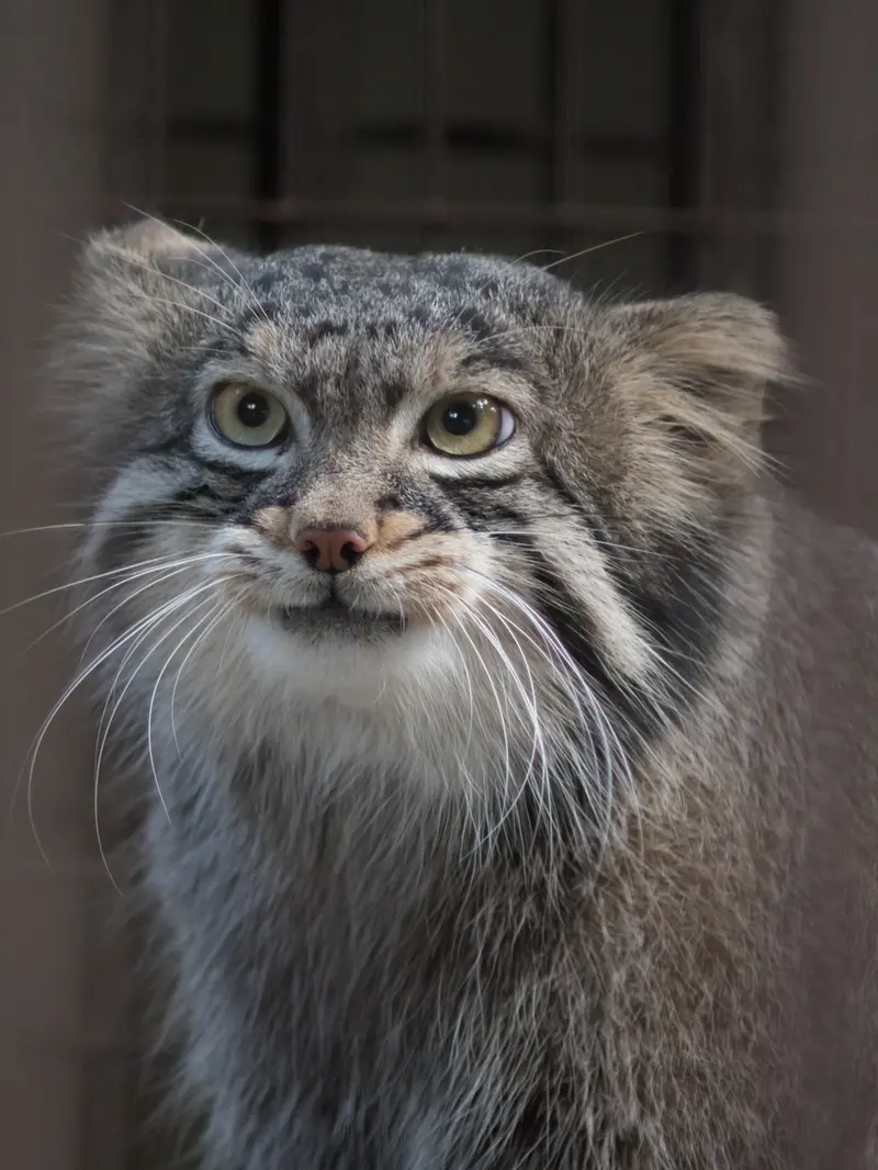 A photograph of Figa in Nogeyama Zoo